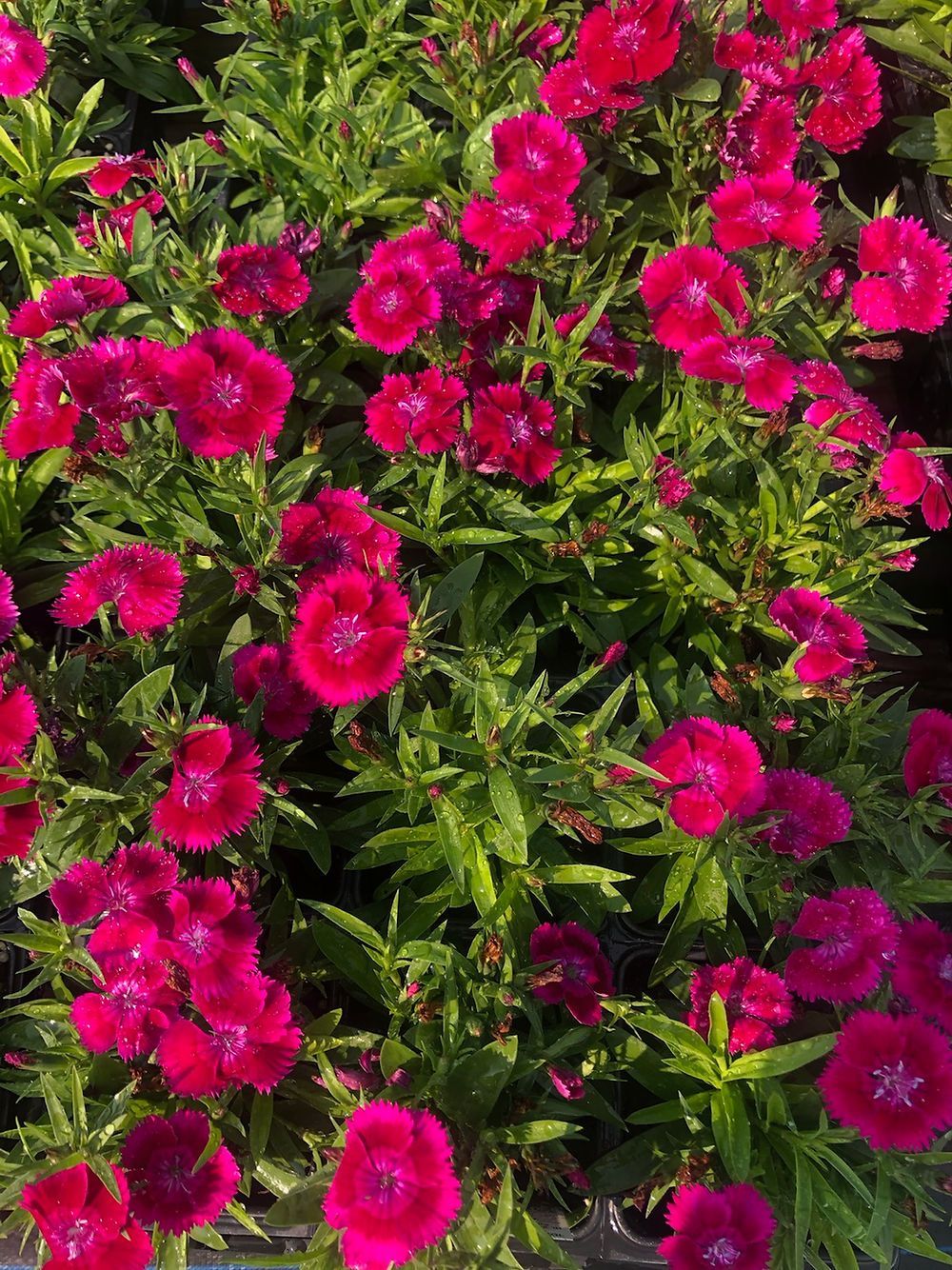 Ideal Select Violet Dianthus