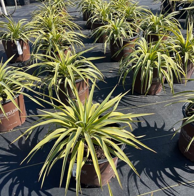 Yellow Softleaf Yucca 3 gal