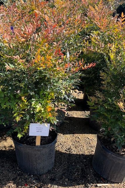 Gulfstream Nandina 7 gal