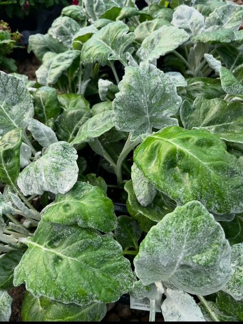 Dusty Miller 18 ct flat