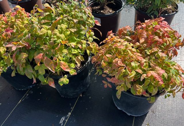 Nana Nandina 3 gal
