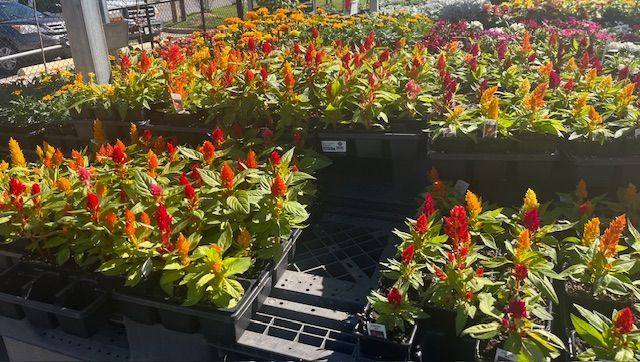 Celosia 18 ct flat