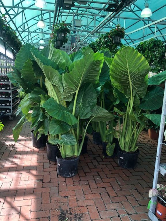 Large Elephant Ears