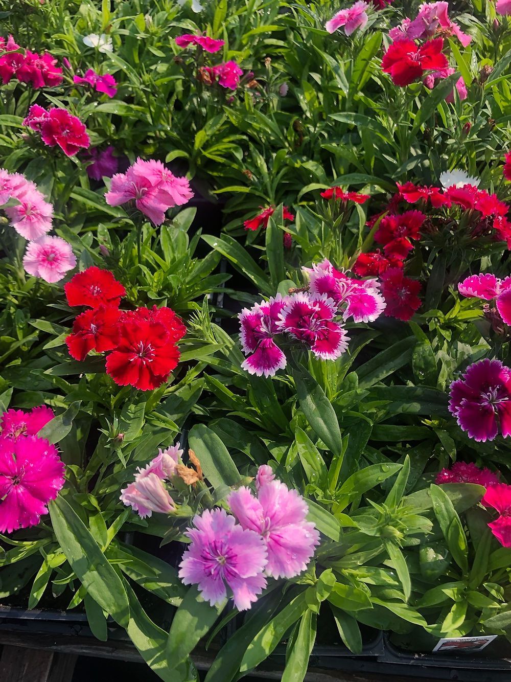 Ideal Select Mix Dianthus