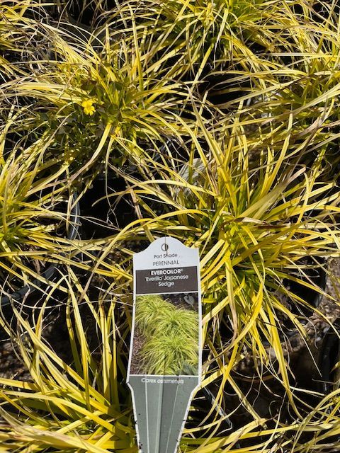 Japanese Sage 1 gal