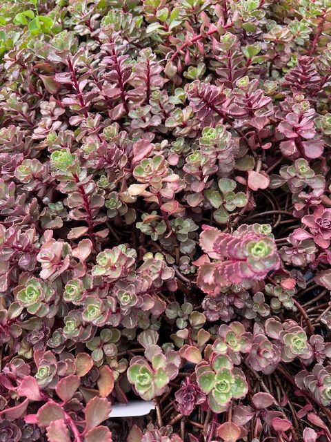 Red Seedum 4 in pot