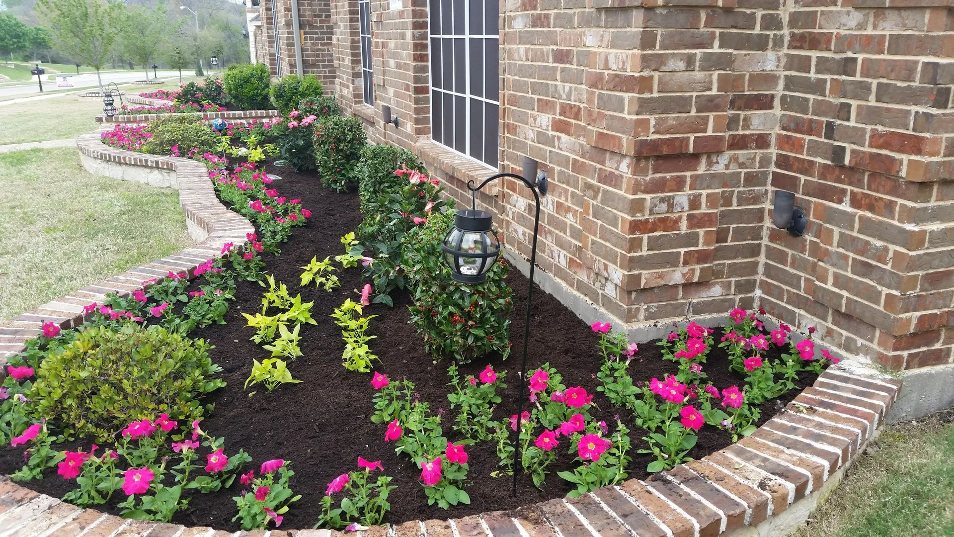 Long brick-bordered bed planted with pink petunias, lime foliage and shrubs