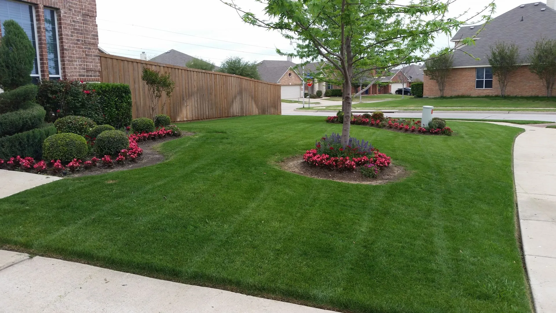 Healthy striped corner-lot lawn with a flowering tree ring