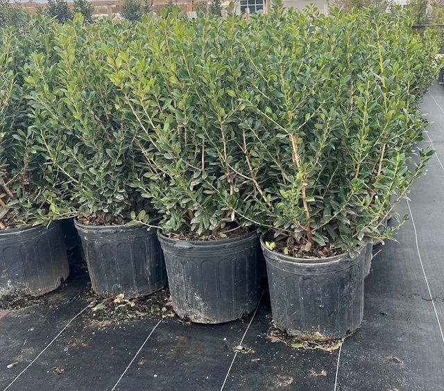Buford Holly 15 gal