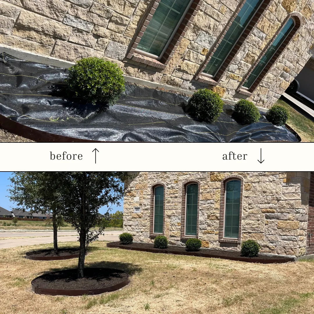 Before and after of a landscape bed refreshed with mulch, edging and new plantings