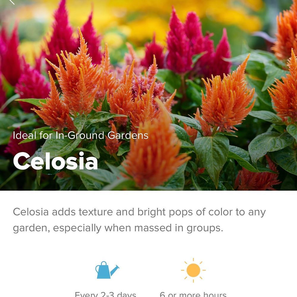 Celosia