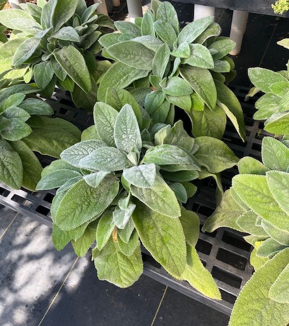 Lambs Ear 1 gal