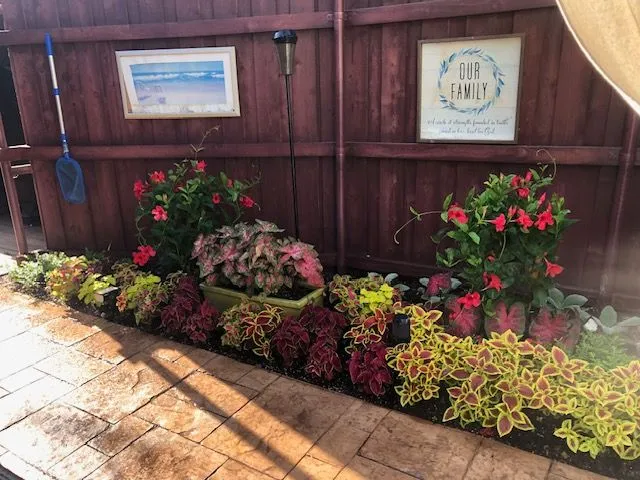 Coleus, caladiums and red hibiscus planted along a fence beside a stamped patio