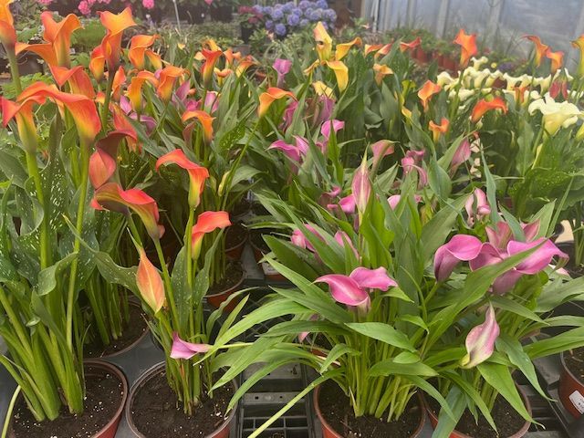 Calla Lily