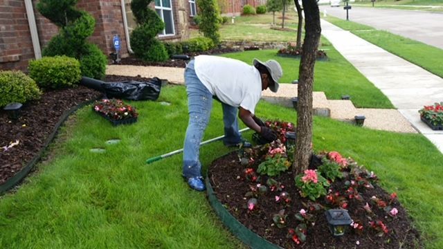 A crew member planting begonias in an edged tree ring