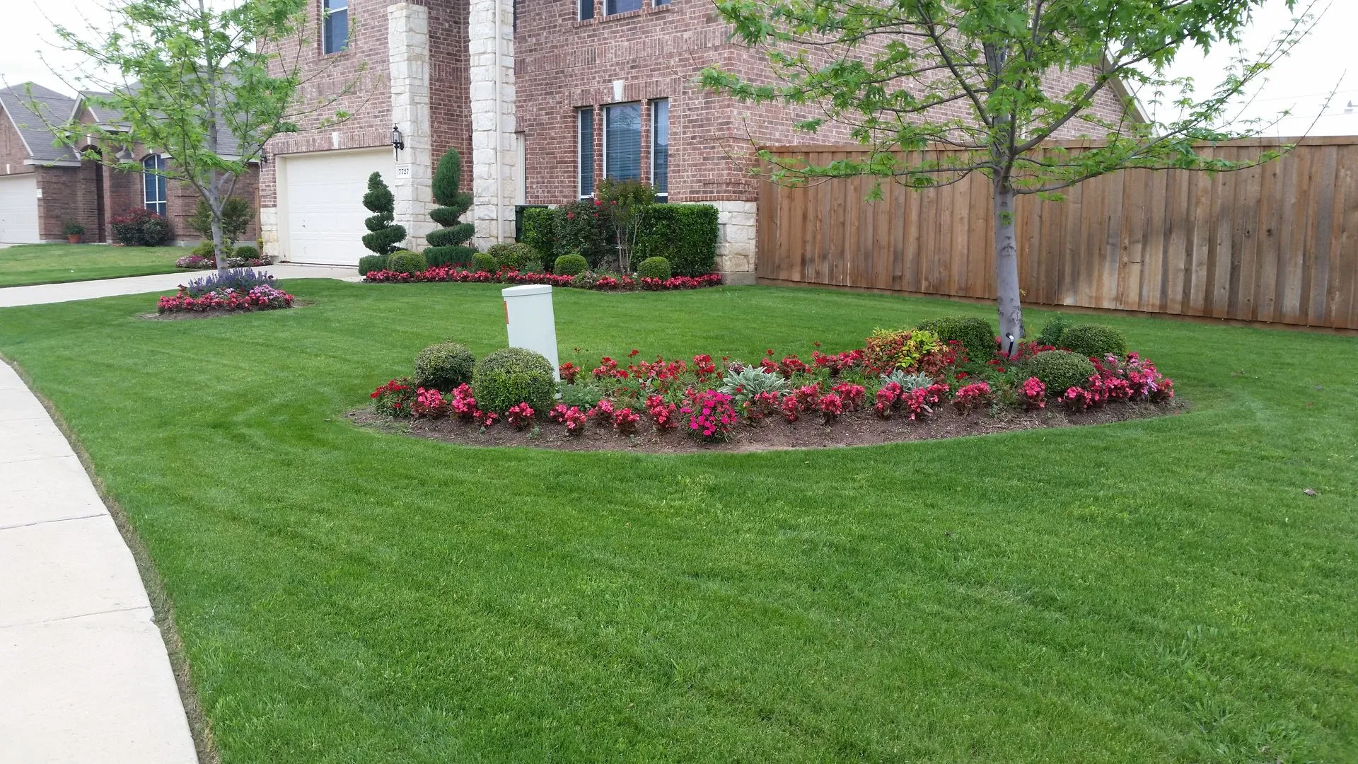 Large curved island bed of red begonias and boxwoods in a green front lawn