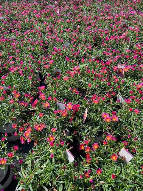 Sunset Orange Ice Plant 4 in pot