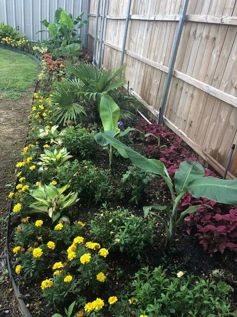 Long fence-line bed with banana plants, palms, coleus and marigolds