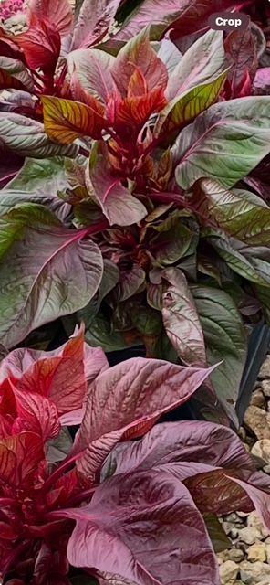 Lizzard Leaf Celosia 4 in pot