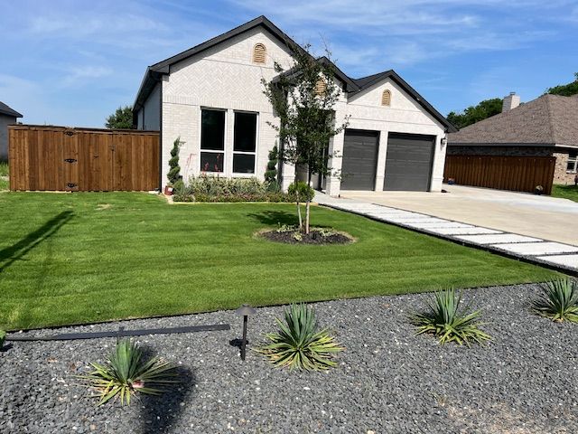 New sod lawn with a tree ring, paver walkway and gravel yucca bed at a modern home