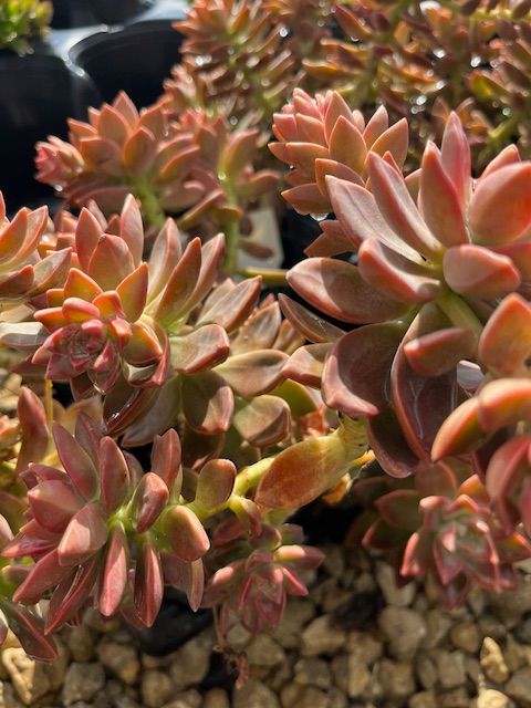 Echevera Red Succulent 4 in pot