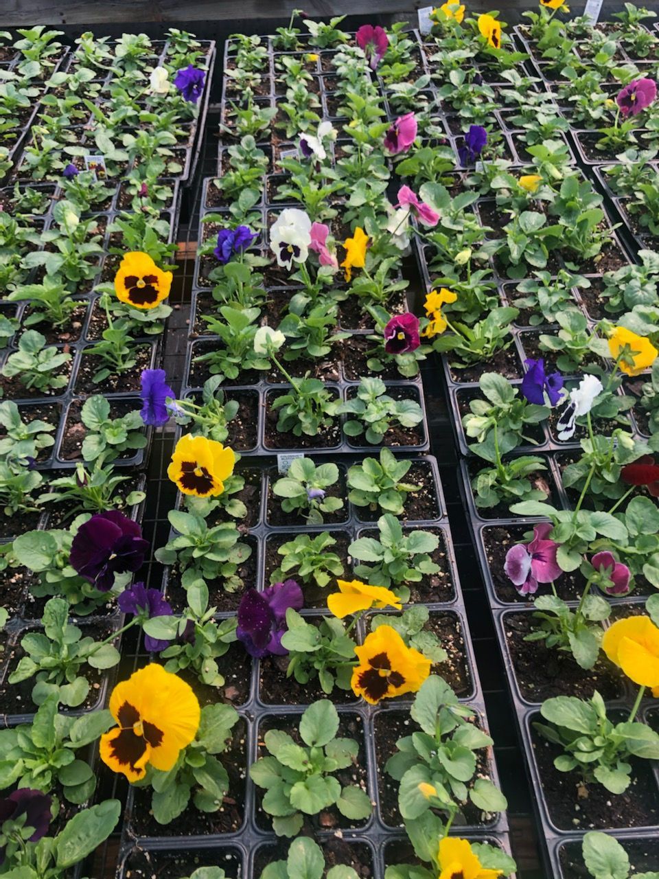 Colossus Blotch Mix Pansy