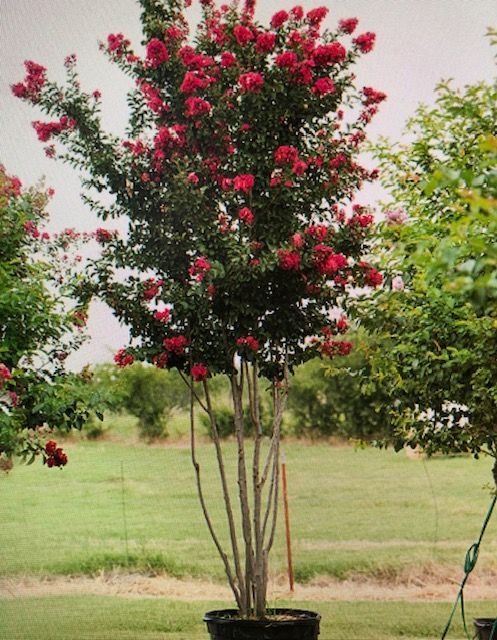 Crepe Myrtle Ruby Red 20 gal