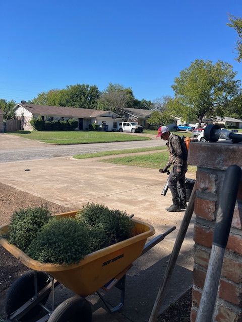 Wheelbarrow of new shrubs ready for planting while a crew member blows the driveway clean