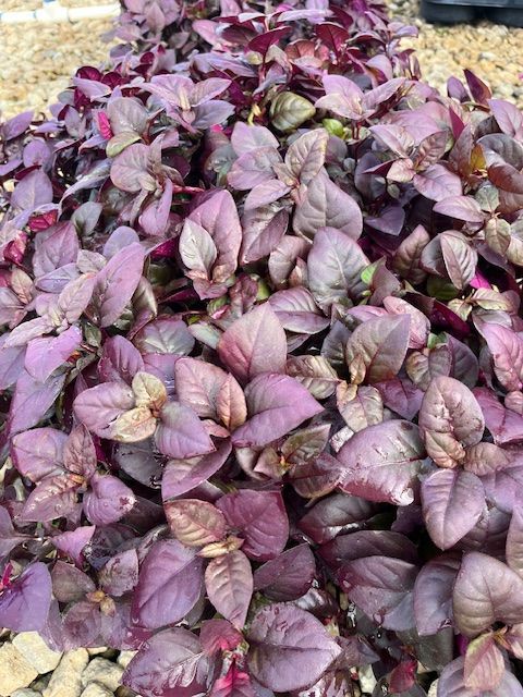 Alternanthera Purple Prince 18 ct flat