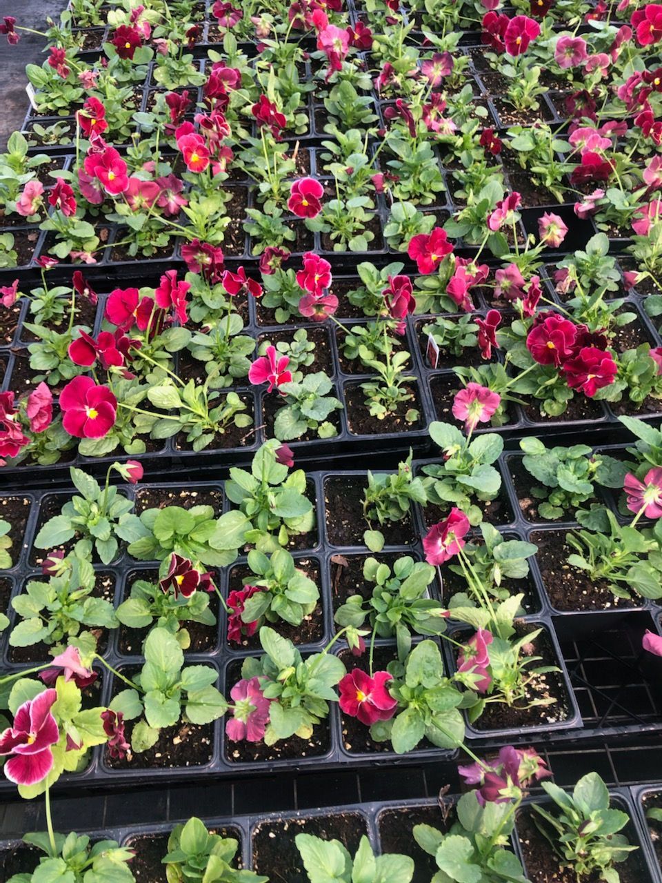 Delta Pure Rose Pansy