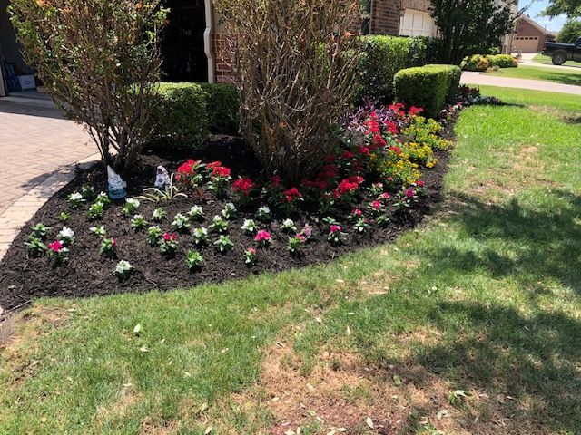 Curved front bed with fresh mulch, vinca, red salvia and yellow lantana around shrubs