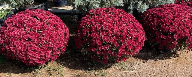 Mums (Classic Red) 3 gal