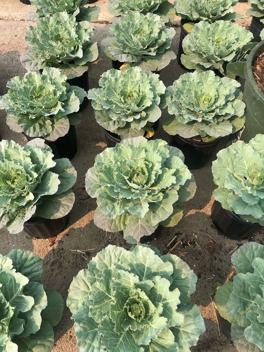 Green Kale/Cabbage