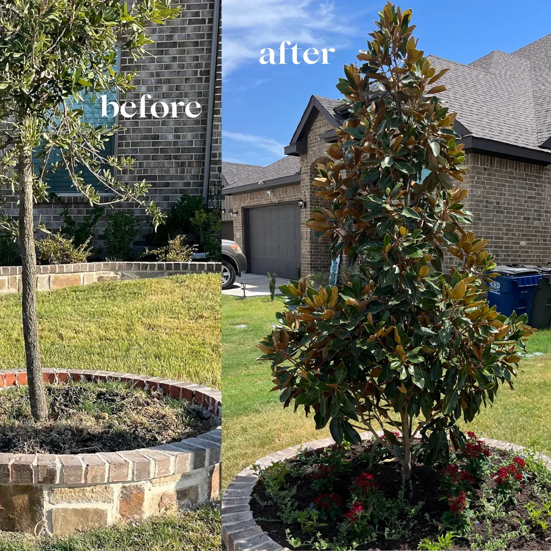 Before and after of a brick tree ring replanted with a magnolia and red flowers