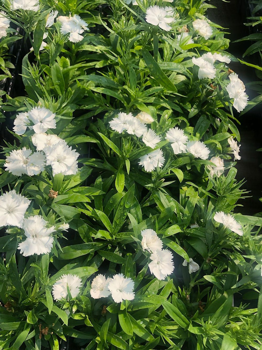 Ideal Select White Dianthus