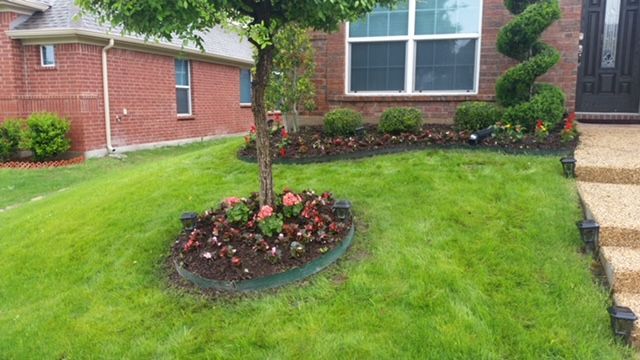 Edged tree ring with pink begonias and a front bed with spiral topiary