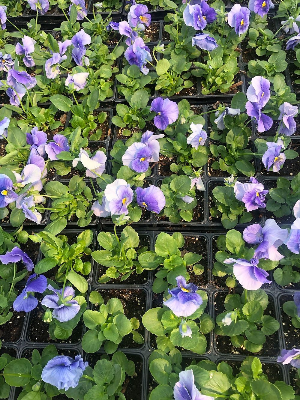 Delta Pure Light Blue Pansy