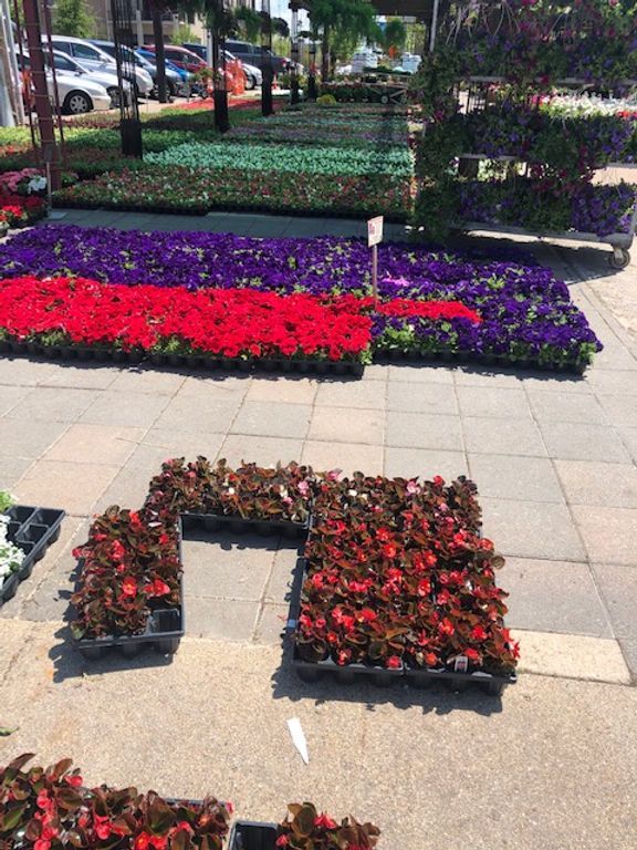 Petunias