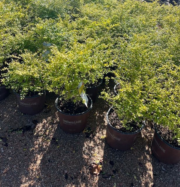 Lemon Ligustrum 3 gal