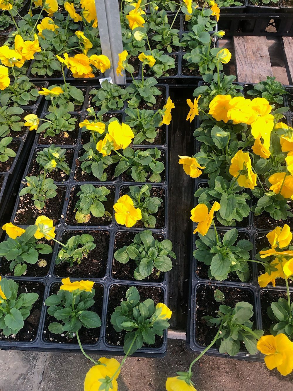 Delta Pure Yellow Pansy