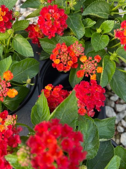 Lantana 18 ct flat