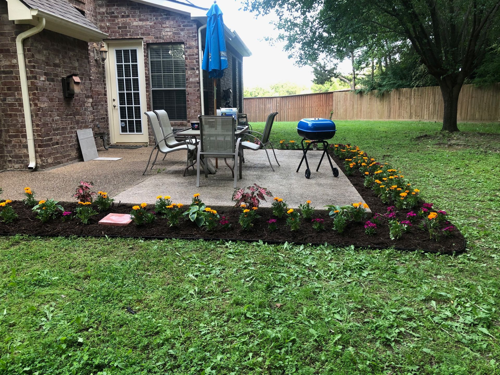 Freshly mulched L-shaped bed of marigolds and caladiums wrapping a backyard patio