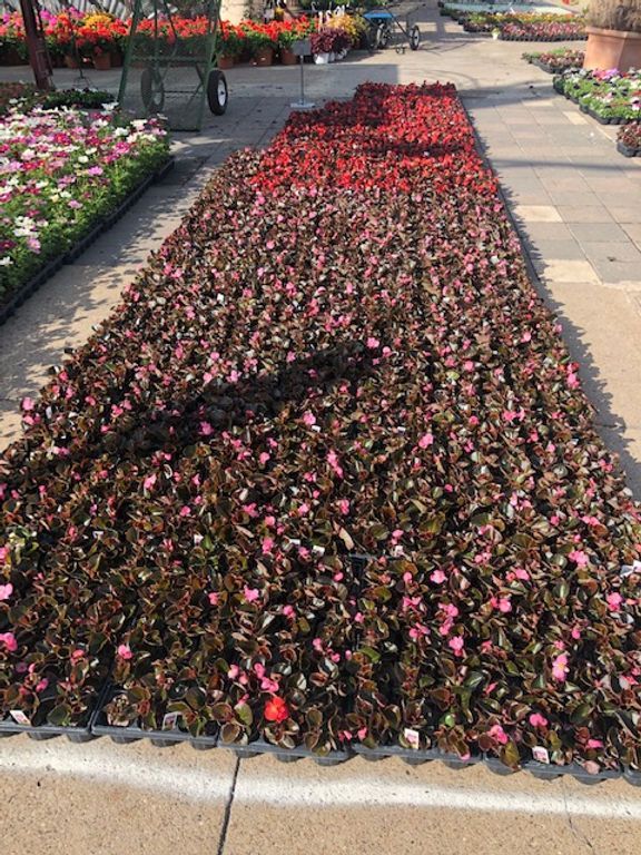 Begonias