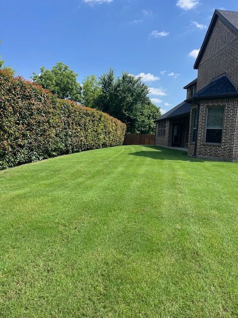 Freshly mowed side lawn beside a trimmed hedge and brick home