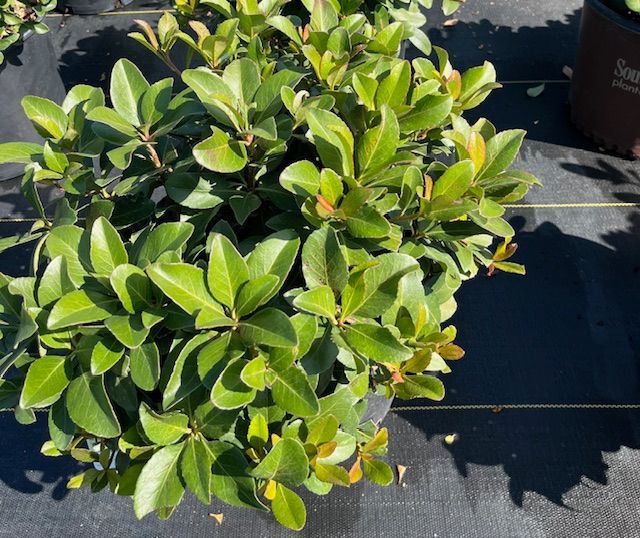 Indian Hawthorne 3 gal Pink Lady