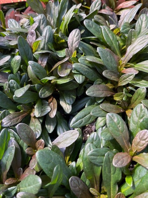 Bugleweed (Ajuga) Bronze Beauty