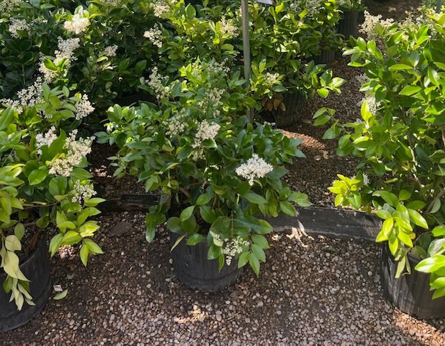 Wax Leaf Ligustrum 5 gal
