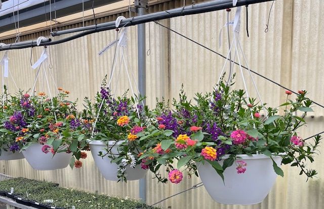 Hanging Baskets