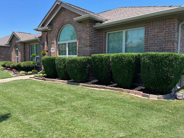 Row of neatly sculpted hedges in a brick-edged bed in front of a brick home