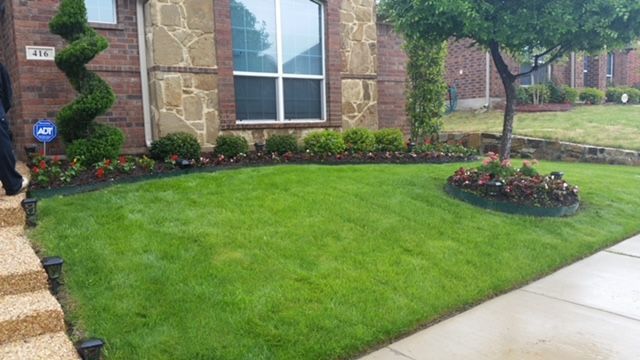 Lush weed-free front lawn with edged flower beds and a tree ring